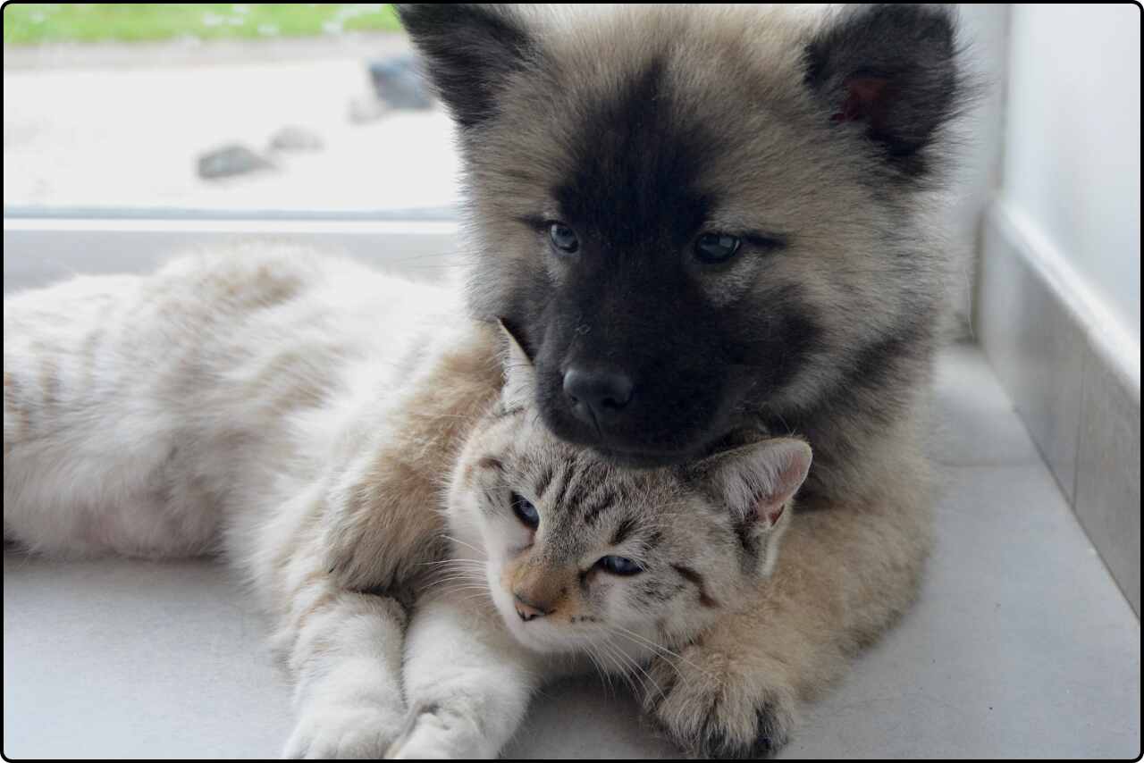 A heartening moment captured as a cat and dog cuddle closely.